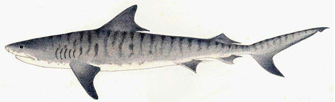 Galeocerdo cuvier_019.jpg